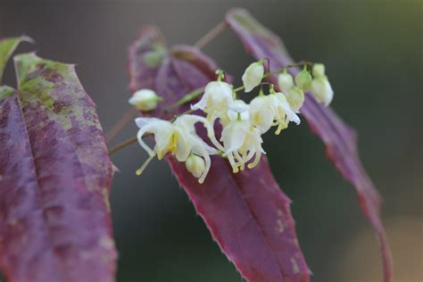 Epimedium levelek